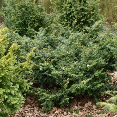 Taxus baccata Summergold, Krypidegran