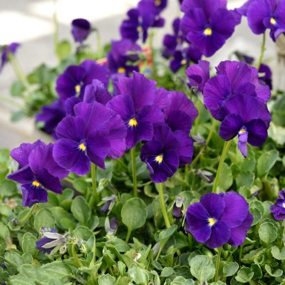 Viola x williamsii Martin, Bukettviol