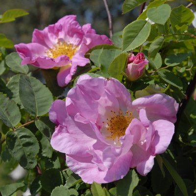 Rosa moyesii Marguerite Hilling