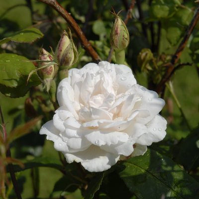 Rosa noisette Mme Alfred Carrière