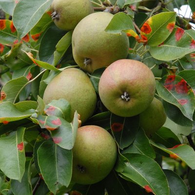 Päron, Moltke, stam P. com 2-års