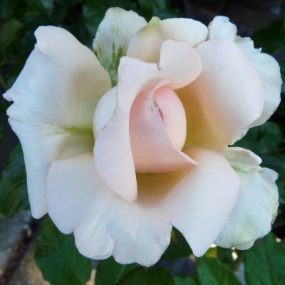 tehybrid Chandos Beauty (Morten Korch ®, Harmisty), Tehybridros, C4