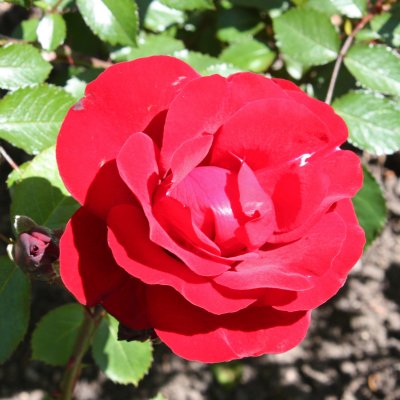 floribunda Carl Philip ® (Korpeahn), Floribundaros, C4