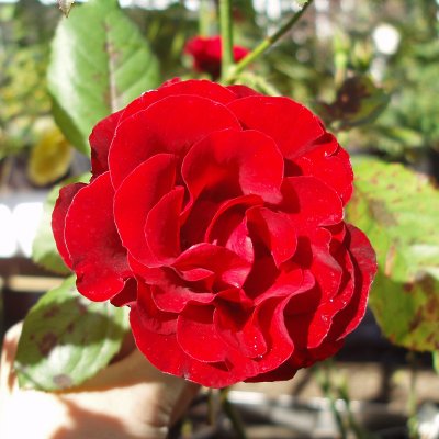 floribunda H. C. Andersen (Poulander), Floribundaros, C4