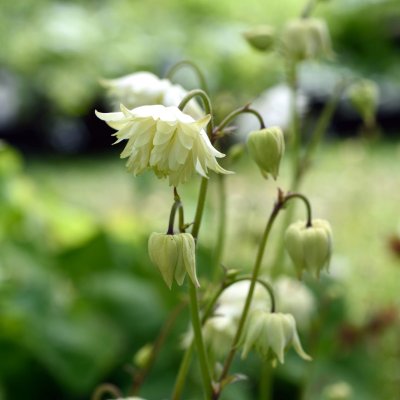 Aquilegia vulgaris Green Apples