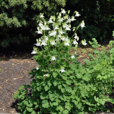 Aquilegia vulgaris Nivea