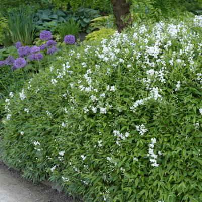 Deutzia gracilis