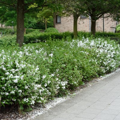 Deutzia gracilis
