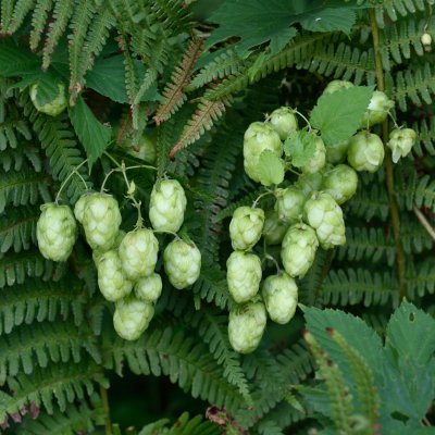 Humulus lupulus, Humle