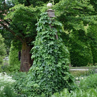 Humulus lupulus, Humle