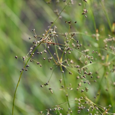 Luzula sylvatica