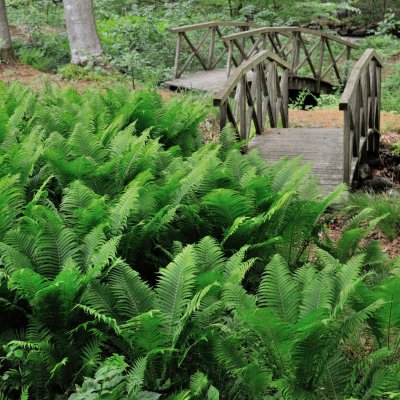 Matteuccia struthiopteris, Strutbräken