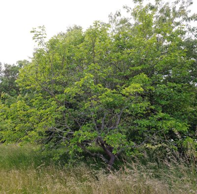 Morus alba, Vitt Mullbär