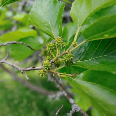 Morus alba, Vitt Mullbär