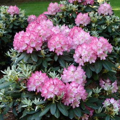 Rhododendron yak. Fantastica, Rododendron