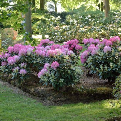 Rhododendron yak. Fantastica, Rododendron