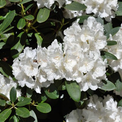 Rhododendron yak. Schneekrone, Rododendron, 30-40 C5