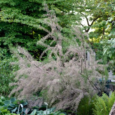 Tamarix parviflora