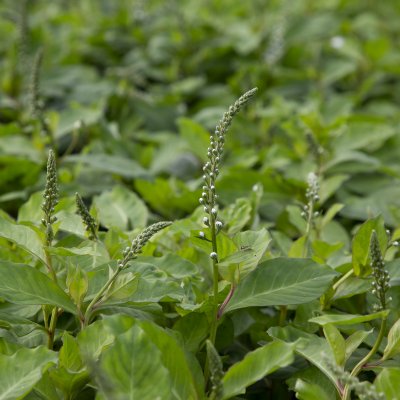 Lysimachia Candela, Vitlysing