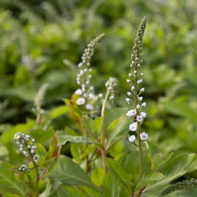 Lysimachia Candela, Vitlysing