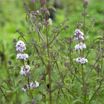 Mentha spicata Zitronenminze