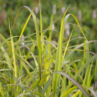 Miscanthus sinensis Navajo