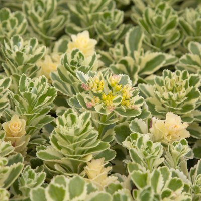 Phedimus takesimensis Atlantis ® (Nonsitnal), Ullungfetblad, C11cm