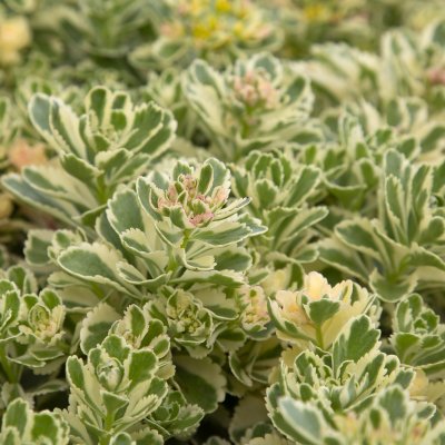 Phedimus takesimensis Atlantis ® (Nonsitnal), Ullungfetblad, C11cm