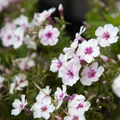 Phlox paniculata Early Light Pink ®, Höstflox, SQ1