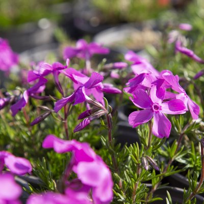 Phlox subulata Mac Daniel´s Cushion, Mossflox