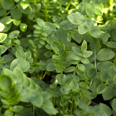 Polemonium caeruleum Bambino Blue, Blågull