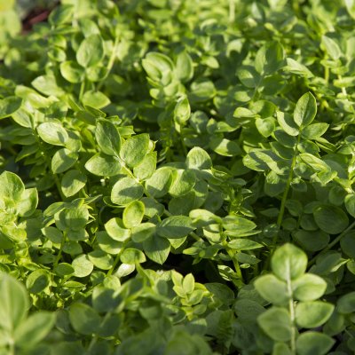 Polemonium caeruleum Bambino Blue, Blågull