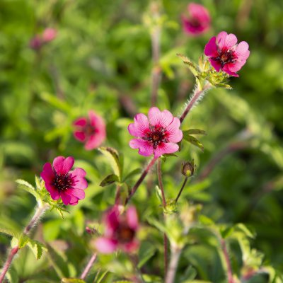 Potentilla nepalensis Ron McBeath