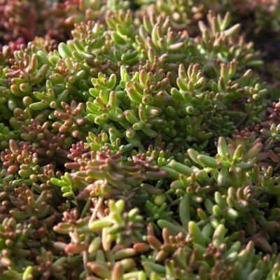 Sedum album