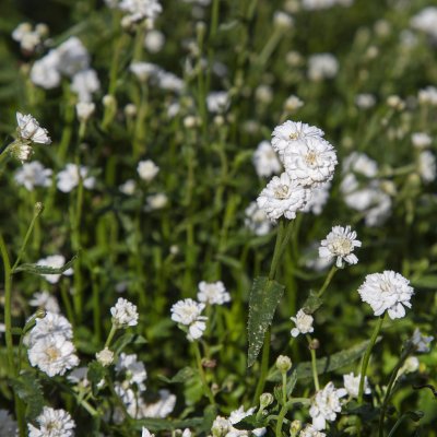 Achillea ptarmica var. multiplex Peter Cottontail