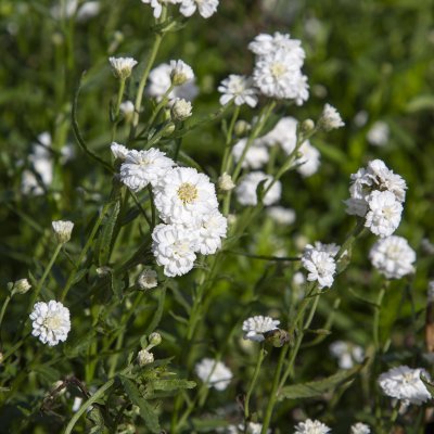 Achillea ptarmica var. multiplex Peter Cottontail