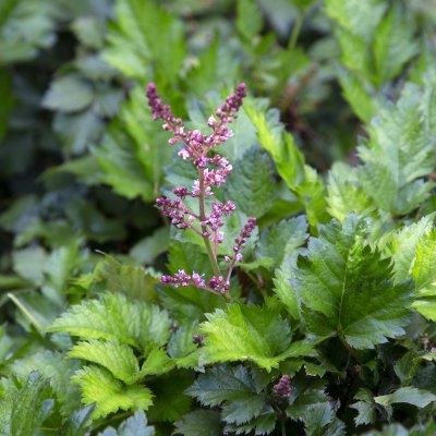 Astilbe arendsii Razzle Dazzle