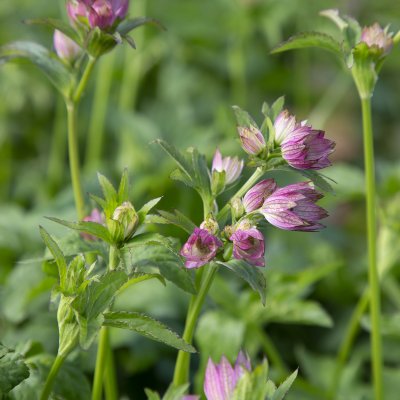 Astrantia major Pink Pride