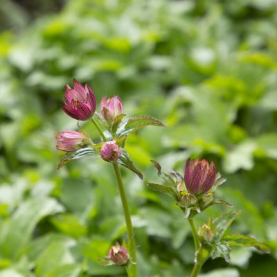 Astrantia major Pink Pride