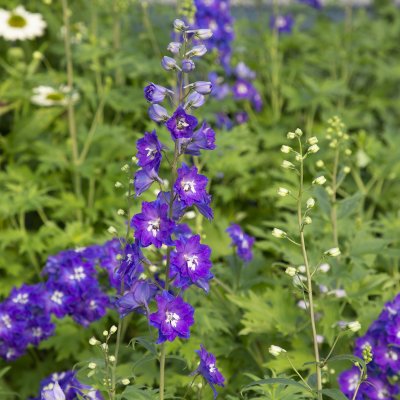 Delphinium elatum Delgenius ™ Glitzy ®