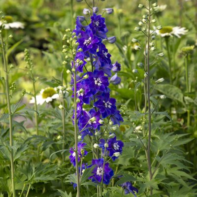 Delphinium elatum Delgenius ™ Glitzy ®