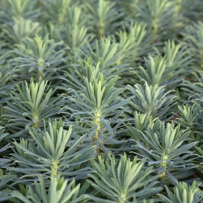 Euphorbia characias Black Pearl, Daggtörel, C11cm