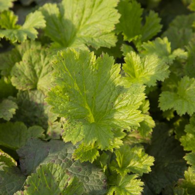 Geum hybr. Tutti Frutti ®, Trädgårdsnejlikrot, C11cm