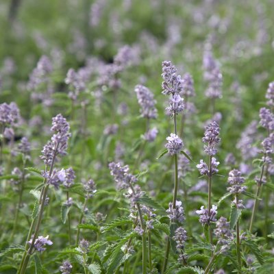 Nepeta faassenii Gletschereis