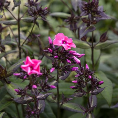 Phlox paniculata Sweet Summer ™ Dream, Höstflox