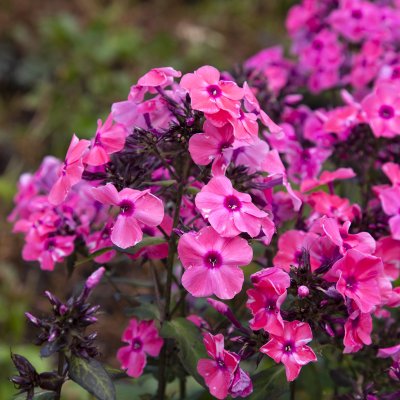 Phlox paniculata Sweet Summer ™ Dream, Höstflox