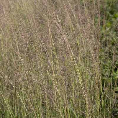 Sporobolus heterolepis Delicatesse
