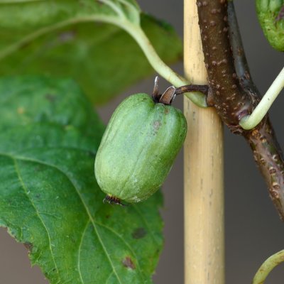 Actinidia arguta Paula, Minikiwi / Krusbärsaktinidia, C2