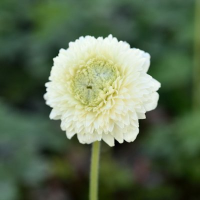 Anemone sylvestris Tre Systrar, Tovsippa, C11cm