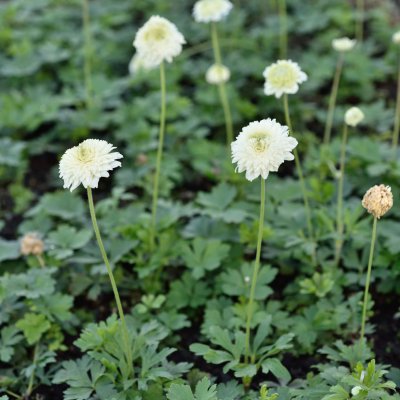 Anemone sylvestris Tre Systrar, Tovsippa, C11cm